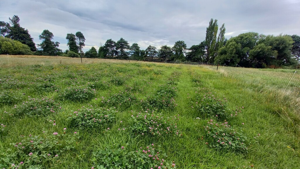 Dryland site - photo courtesy of Angus Heslop